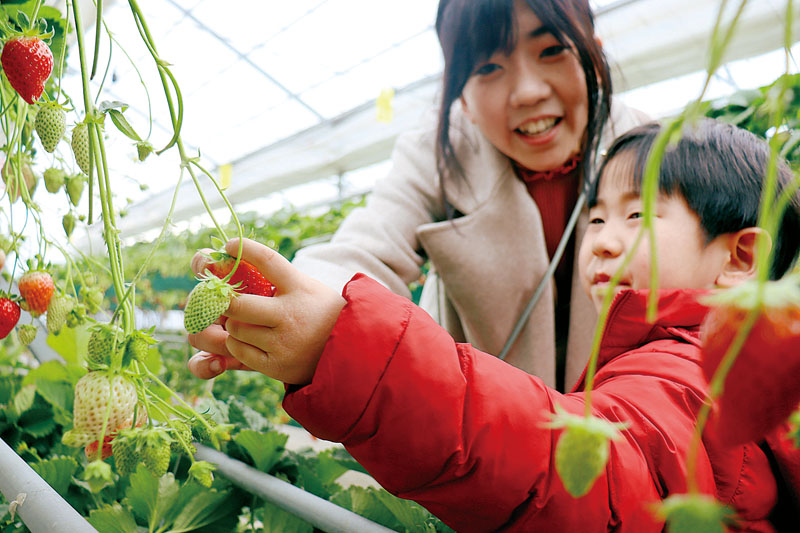 農園「わくわくファーム」でイチゴ狩りが開催されている＝加須市のむさしの村