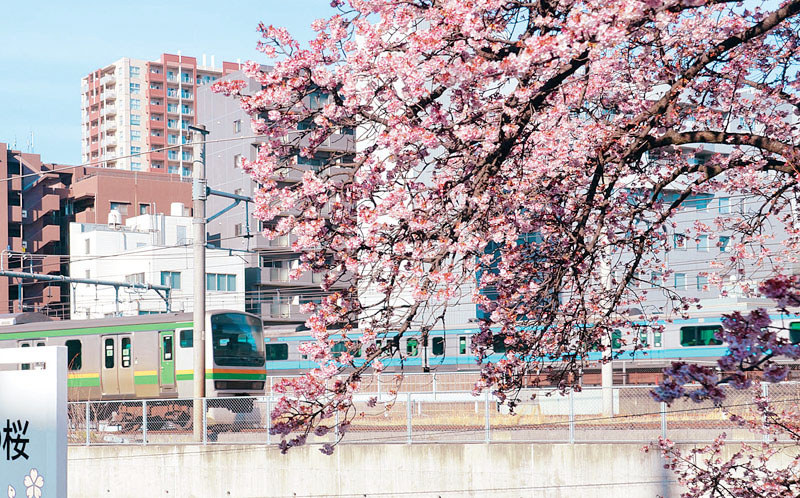 大宮操車場の寒桜「大宮操の桜」＝さいたま市大宮区