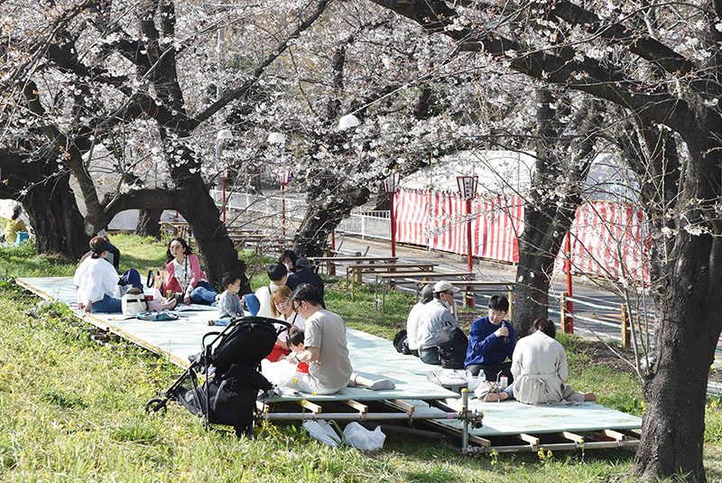 熊谷桜堤で花見を楽しむ人たち＝２２日午後、熊谷市内