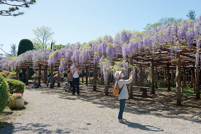 桜の次はこちら！華やかに、にぎやかに 「藤まつり」4年ぶりの会場開催