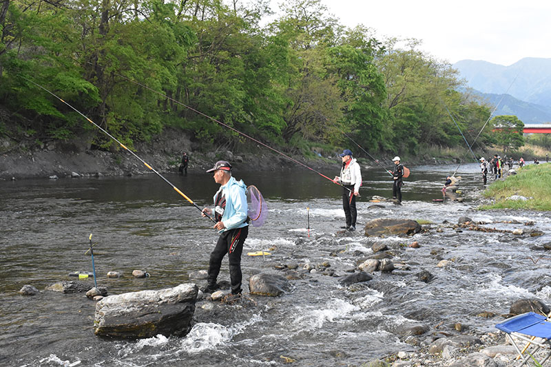 解禁されたアユの友釣りを楽しむ釣り人たち＝1日午前7時ごろ、秩父市上影森の柳大橋下流