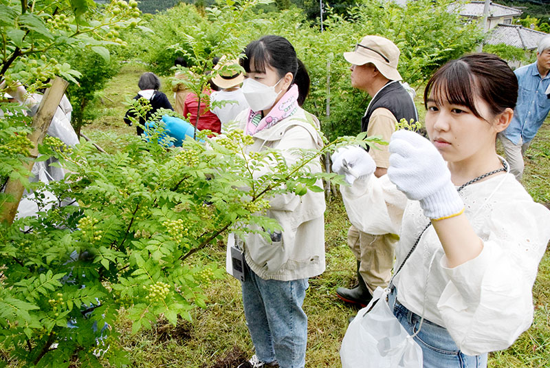 摘み取り体験をする参加者＝埼玉県ときがわ町大野の山椒園