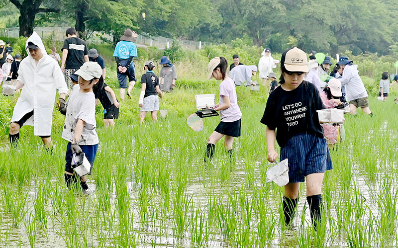 生き物調査で水田に生息する虫や魚を探す参加者ら＝さいたま市緑区の見沼田んぼ