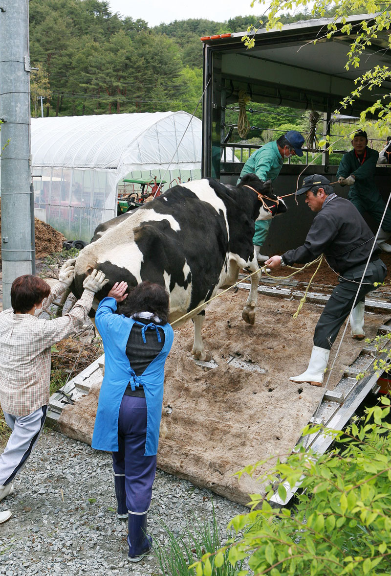 屠畜される牛をトラックに乗せる長谷川さん夫婦たち＝福島県飯舘村（古居監督提供）