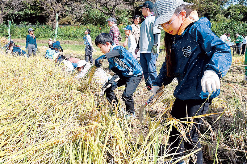 鎌で稲を刈る小学生たち＝埼玉県さいたま市緑区の見沼田んぼ