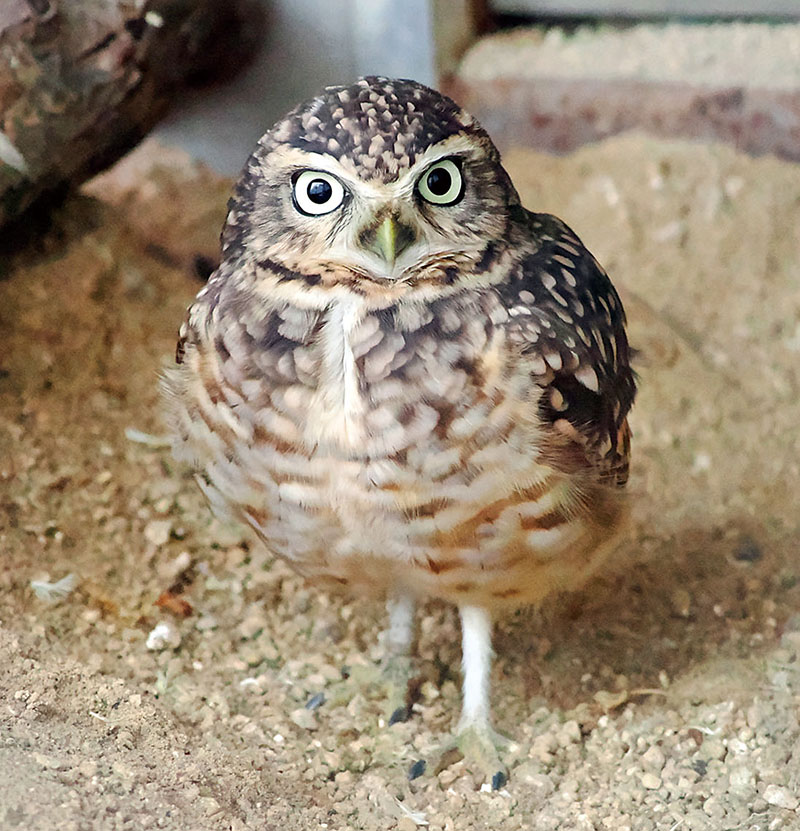 アナホリフクロウ（智光山公園こども動物園提供）