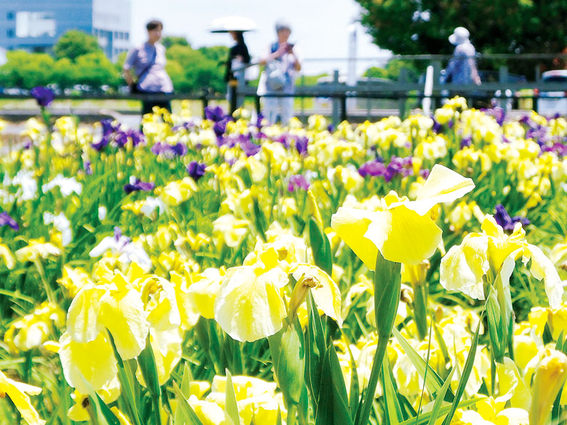 初夏の田園風景を彩るハナショウブの花＝3日午前、久喜市菖蒲町新堀