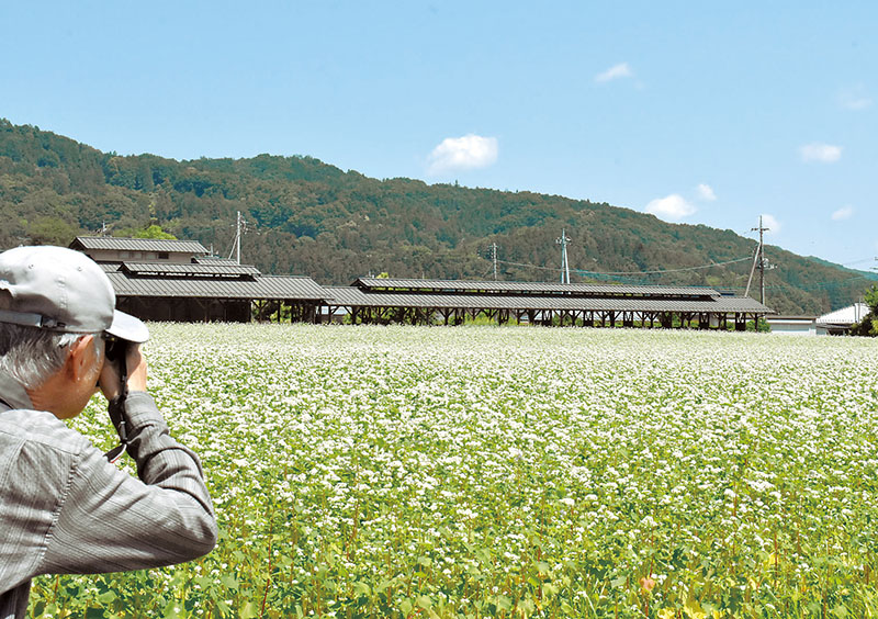 畑一面に咲き誇るソバの花＝11日午前10時ごろ、秩父市荒川上田野の「そば処ちちぶ花見の里」