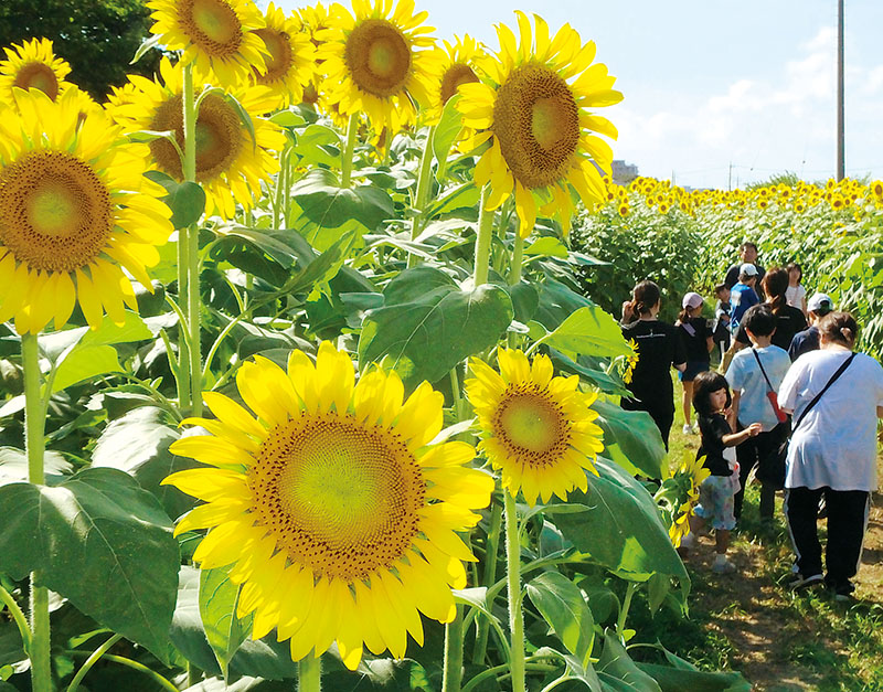 親子連れなどでにぎわうひまわりの広場＝1日午後、春日部市牛島の牛島古川公園（第2期）