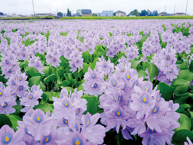 池一面に咲くホテイアオイの薄紫色の花＝8日午前9時半ごろ、加須市佐波の道の駅「童謡のふる里おおとね」