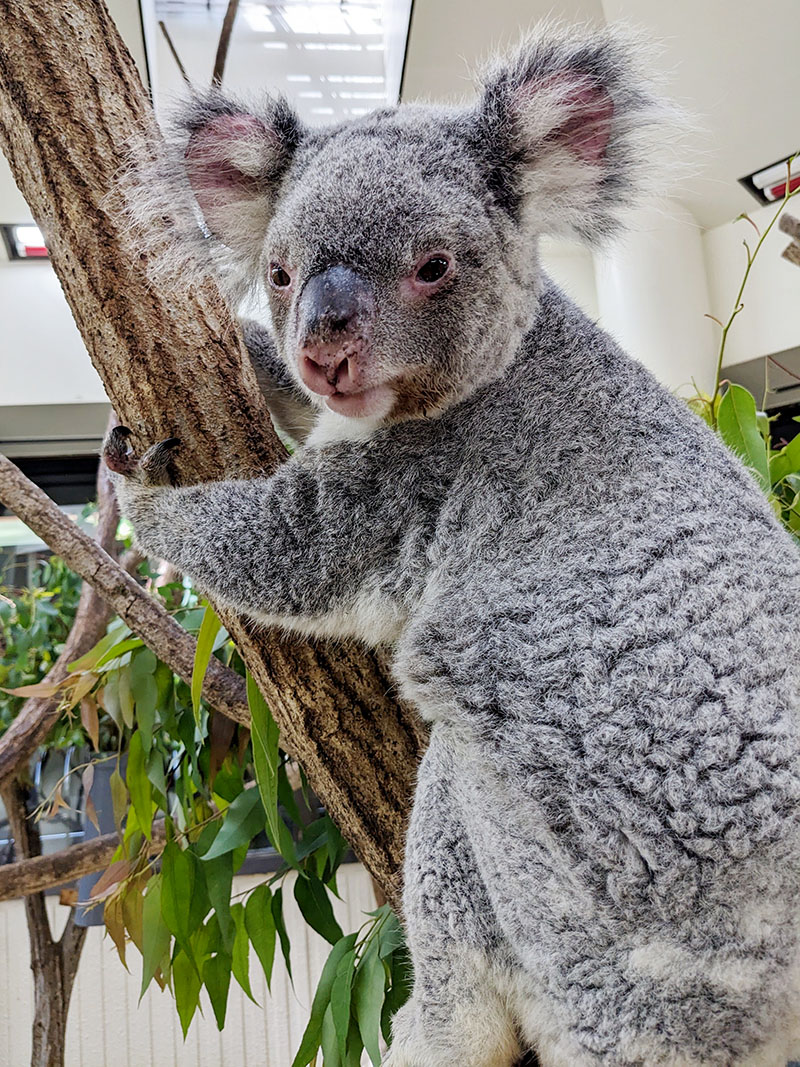 コアラの「ハニー」（県こども動物自然公園提供）