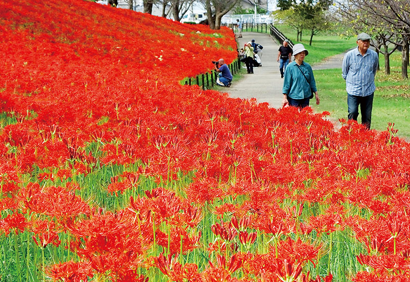 土手の一面を赤く染めるヒガンバナ＝9月30日午後、幸手市の権現堂公園