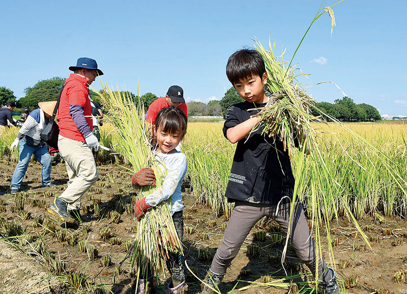 稲刈りを体験する子どもたち