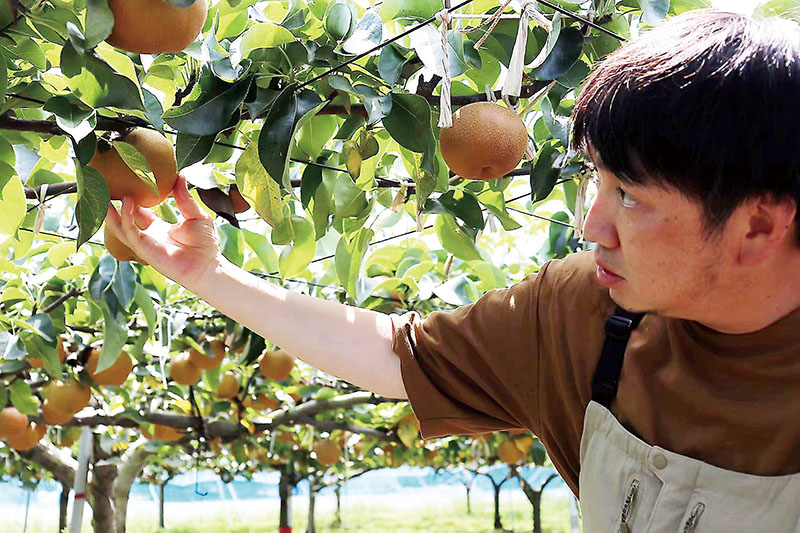 大沢一樹さんが育てた彩玉は最高金賞を受賞した（県提供）