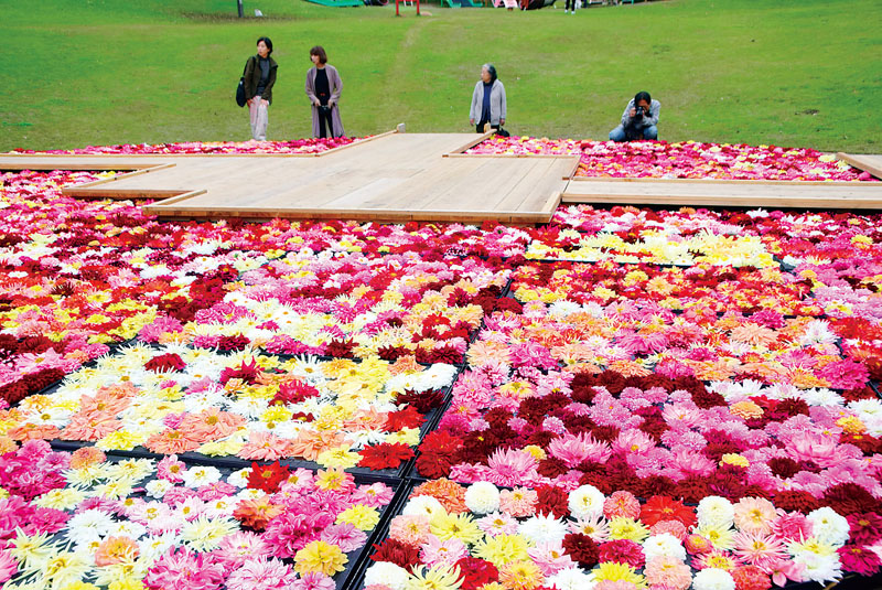 約5千輪のダリアの花が浮かぶ「池泉天竺牡丹」