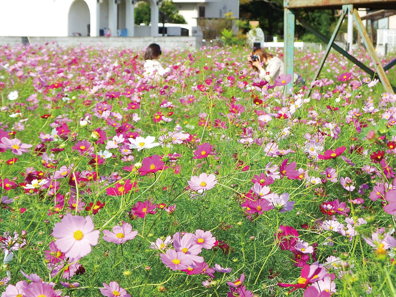 赤や白、ピンク色の花を咲かせるコスモス畑＝10月31日午後、春日部市牛島