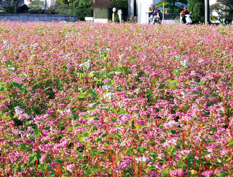 ピンク色のじゅうたんを敷き詰めたような光景を広げる赤ソバの花