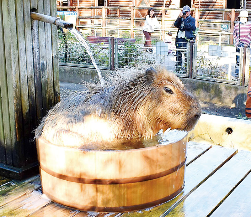 湯船に漬かるカピバラ＝28日、狭山市柏原