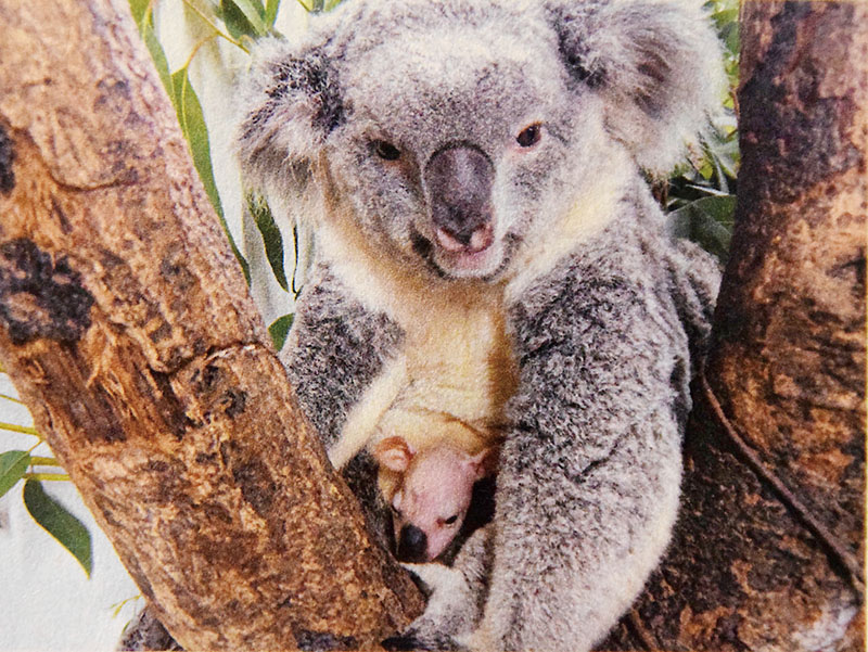 コアラ親子。母親の袋から顔を出す赤ちゃん（こども動物自然公園提供）