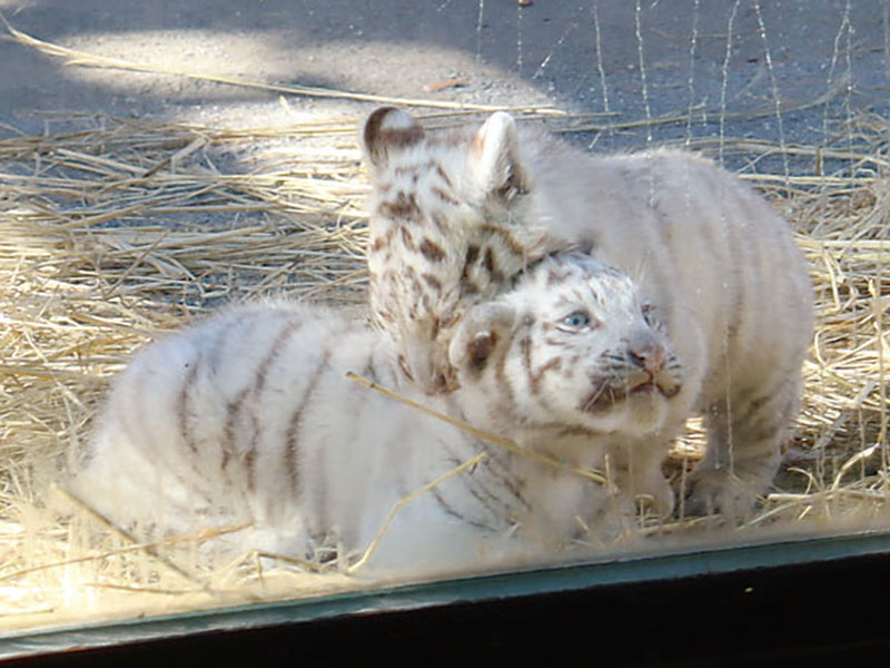 一般公開の様子＝10日、宮代町の東武動物公園