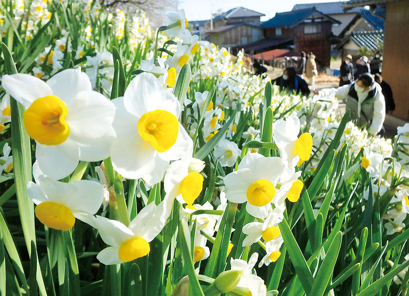 桜堤の斜面に咲くスイセンの花＝26日、幸手市の権現堂公園