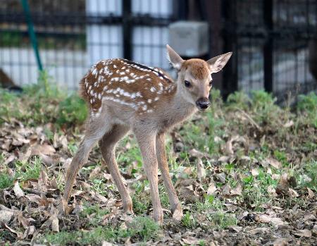 奈良公園で今年初めて確認されたシカの赤ちゃん＝５日（奈良の鹿愛護会提供）