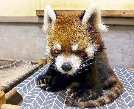 ２１歳になった千葉市動物公園のレッサーパンダ「風太」＝５日（同園提供）