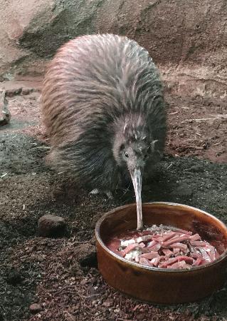 死んだキーウィの「ジュン」（天王寺動物園提供）