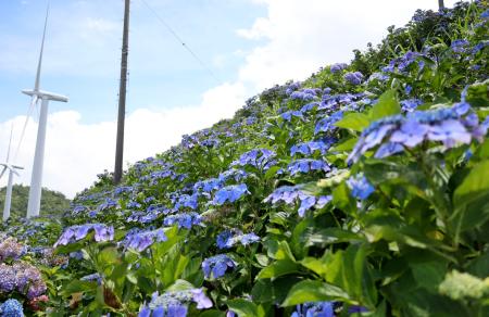 　大川原高原で見頃を迎えたアジサイ＝８日、徳島県佐那河内村