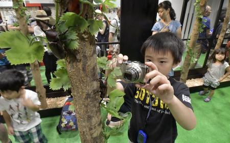 ２０１７年の「大昆虫展ｉｎ東京スカイツリータウン」で、カブトムシの写真を撮る男の子＝東京都墨田区