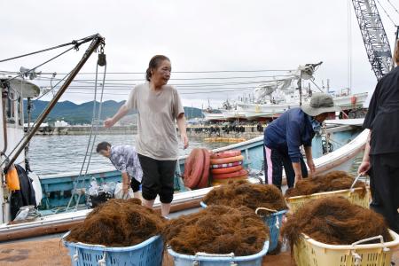 漁を終えて、もずくを水揚げする海女たち＝１２日午前、石川県輪島市