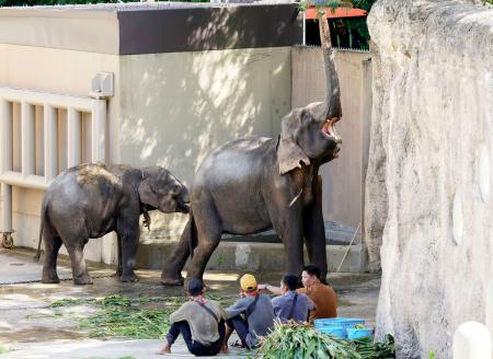 　福岡市動物園に到着したアジアゾウ＝３０日午後、福岡市（代表撮影）