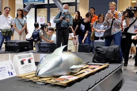 青森空港のターンテーブルに現れた、日航の整備士が製作したマグロの模型＝３１日午前、青森市