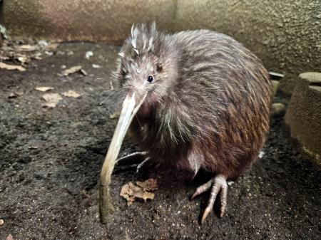 死んだキウイの「プクヌイ」＝７月、大阪市（天王寺動物園提供）