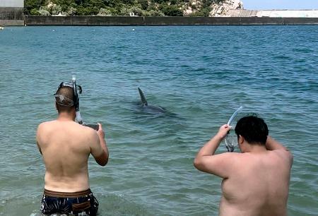 福井県敦賀市の白木海水浴場に現れたイルカ＝８日（遊泳客提供）