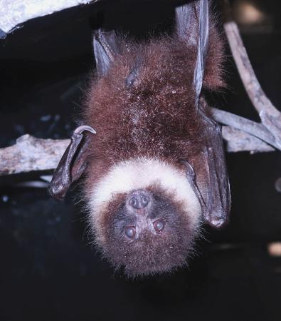 １３日に死んでいるのが確認されたエラブオオコウモリ（鹿児島市平川動物公園提供）