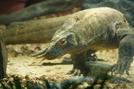 名古屋市の東山動植物園で２３日から一般公開が始まる世界最大級のトカゲ、コモドオオトカゲの「タロウ」（同動植物園提供）