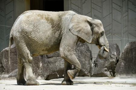 広島市安佐動物公園が妊娠を発表したマルミミゾウの「メイ」＝２０２３年７月（同園提供）