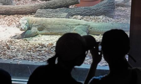 一般公開されたコモドオオトカゲの「タロウ」＝２３日午前、名古屋市の東山動植物園