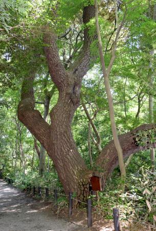 　壮観な「物語の松」＝東京都港区