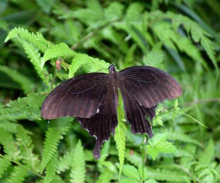 　葉っぱの上で羽を休めていたチョウ＝東京都港区