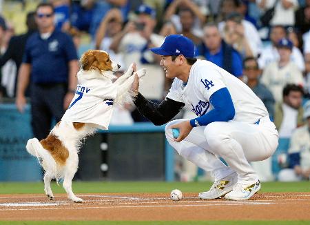 　オリオールズ戦で“始球式”を行うドジャース・大谷（右）の愛犬デコピン＝ロサンゼルス（共同）