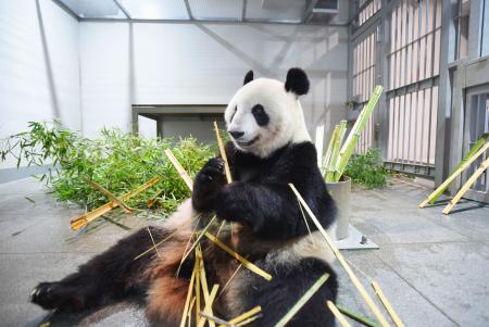 双子パンダの両親、中国返還へ｜埼玉新聞｜埼玉の最新ニュース・スポーツ・地域の話題