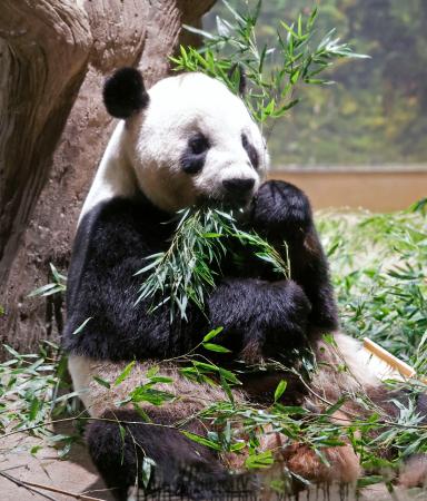 中国に返還されることが決まったジャイアントパンダの雄リーリー＝３１日午前、東京・上野動物園