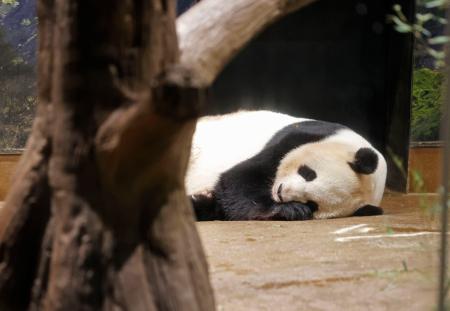 　中国に返還されることが決まったジャイアントパンダの雌シンシン＝３１日午前、東京・上野動物園