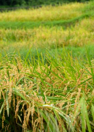 能登半島地震で被災した棚田「白米千枚田」で穂を実らせた稲＝２日午前、石川県輪島市