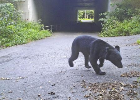 秋田県鹿角市内に設置した自動撮影カメラに写ったクマ＝２０２３年８月（秋田県自然保護課提供）