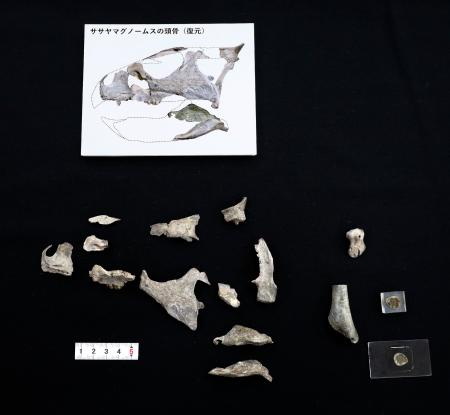 兵庫県丹波篠山市で発見された「ササヤマグノームス・サエグサイ」の化石＝３日午後、神戸市