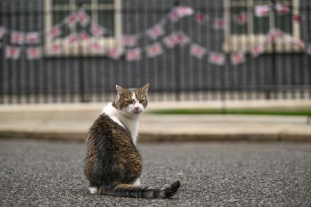 　首相官邸前の通りに座る雄ネコのラリー＝７月、ロンドン（ゲッティ＝共同）