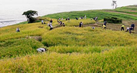 棚田「白米千枚田」で稲刈りをする人たち＝７日午前、石川県輪島市